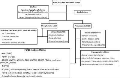 Consensus Recommendations for the Diagnosis and Management of X-Linked Hypophosphatemia in Belgium